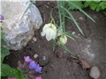 kockavica